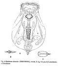 Epiphanes clavulata