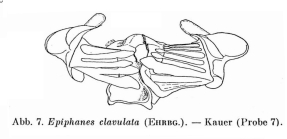 Epiphanes clavulata