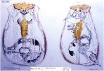 Epiphanes clavulata