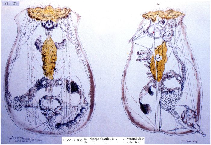 Epiphanes clavulata Epiphanes clavulata