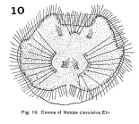 Epiphanes clavulata