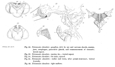Epiphanes clavulata