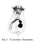 Epiphanes clavulata