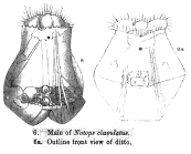 Epiphanes clavulata