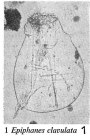 Epiphanes clavulata