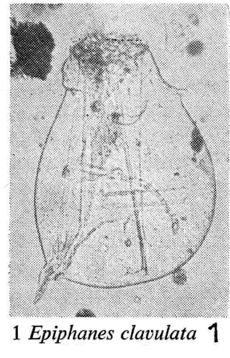 Epiphanes clavulata Epiphanes clavulata