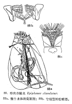 Epiphanes clavulata