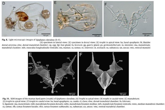 Epiphanes clavulata Epiphanes clavulata