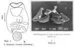 Epiphanes clavulata