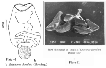 Epiphanes clavulata
