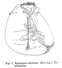 Epiphanes clavulata