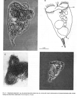 Epiphanes desmeti - Original description image