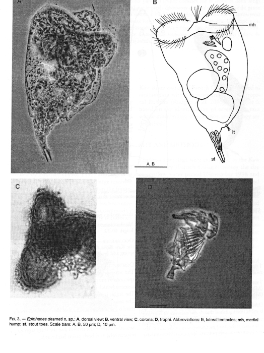Epiphanes desmeti - Original description image