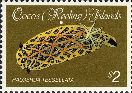 Halgerda tessellata Halgerda tessellata