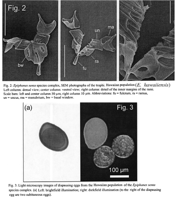 Epiphanes hawaiiensis - Original description image