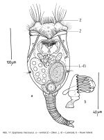 Epiphanes macroura