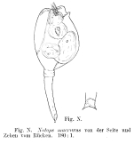Epiphanes macroura