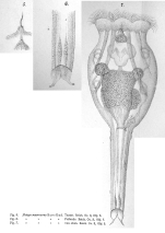 Epiphanes macroura