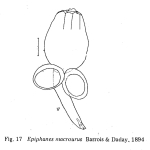 Epiphanes macroura