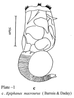Epiphanes macroura