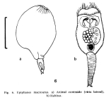 Epiphanes macroura