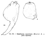 Epiphanes macroura