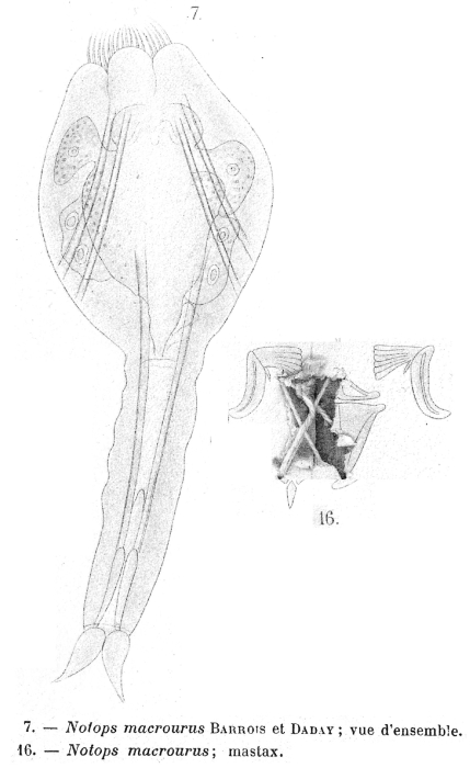 Epiphanes macroura - Original description image