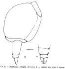 Epiphanes pelagica