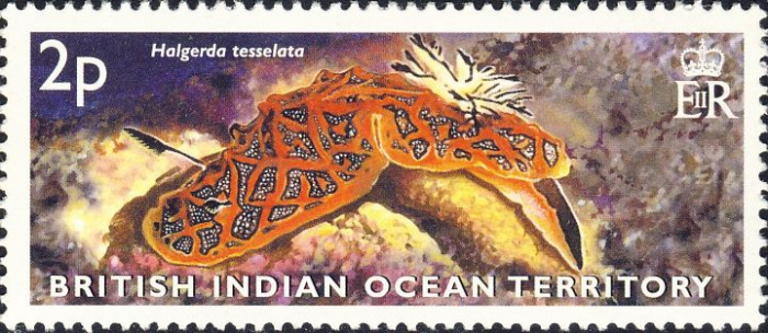 Halgerda tessellata Halgerda tessellata