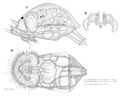 Epiphanes pelagica