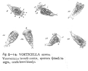 Epiphanes senta