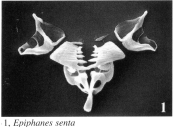 Epiphanes senta