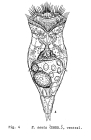 Epiphanes senta