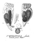 Epiphanes senta