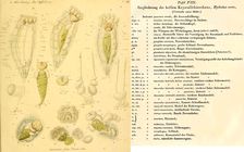 Epiphanes senta