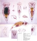 Epiphanes senta