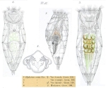 Epiphanes senta
