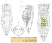 Epiphanes senta
