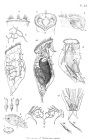 Epiphanes senta