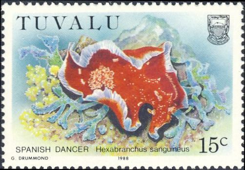 Hexabranchus sanguineus Hexabranchus sanguineus