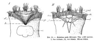 Epiphanes senta