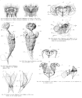 Epiphanes senta
