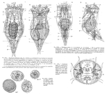 Epiphanes senta