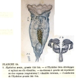 Epiphanes senta