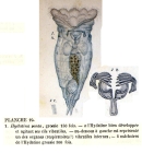 Epiphanes senta