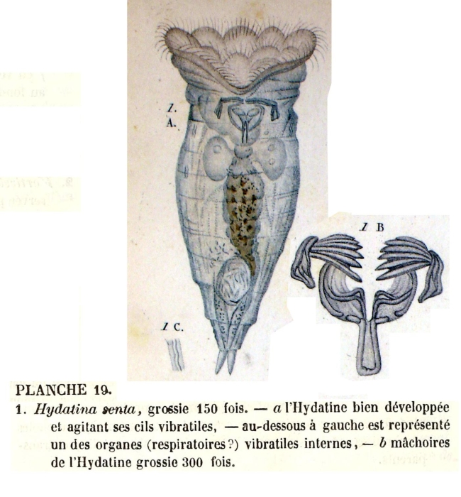 Epiphanes senta Epiphanes senta