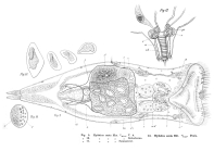 Epiphanes senta