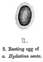 Epiphanes senta
