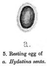 Epiphanes senta