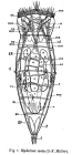 Epiphanes senta